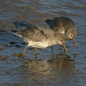 Red Knot